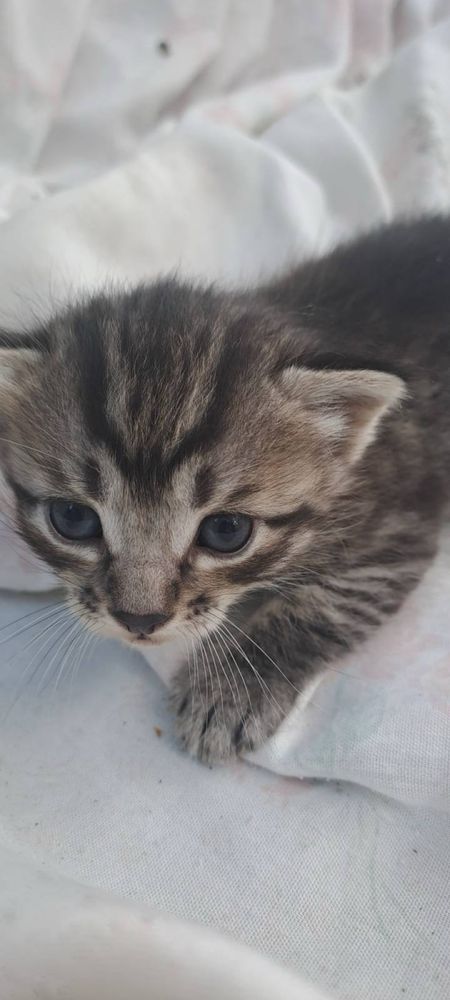 Кошенятка трьохмастні