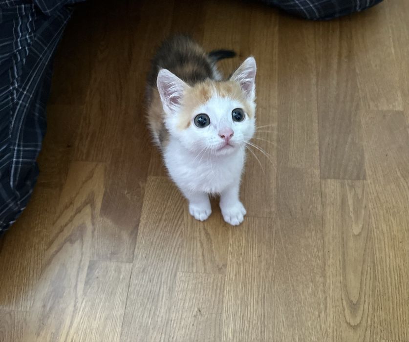 Віддам кошеня у добрі руки!