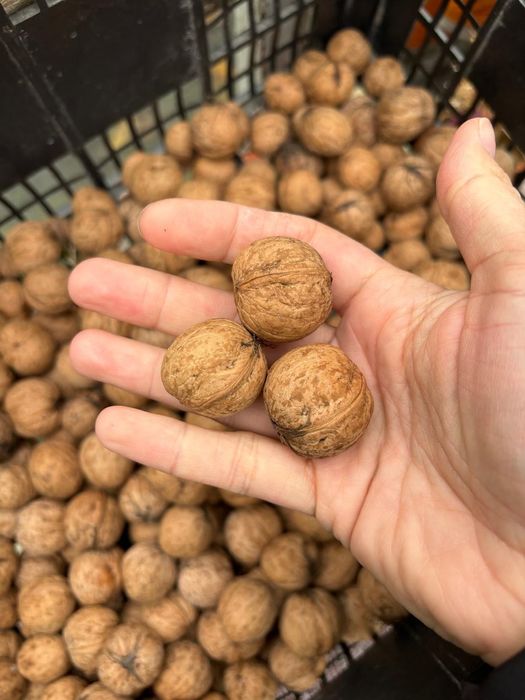 Orzechy włoskie, świeżo zbierane 2025 (rezerwacja)
