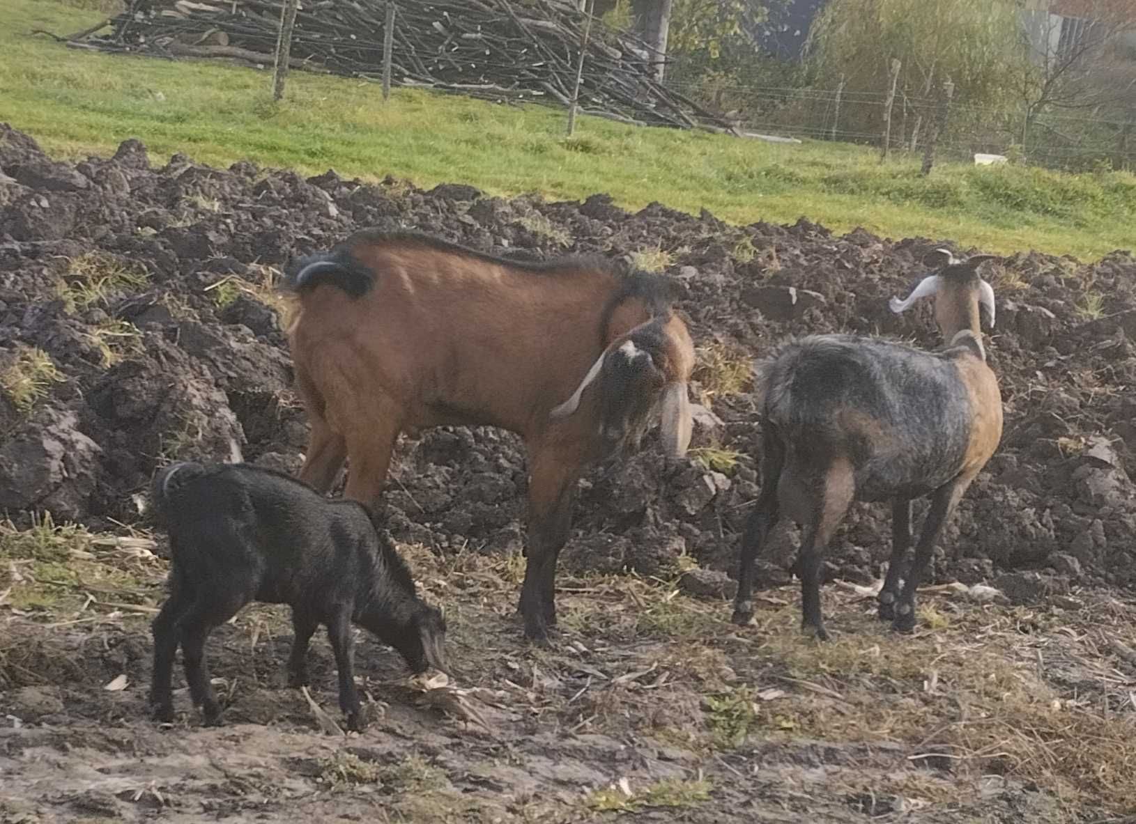 Продам або обміняю англонубійця цапка!