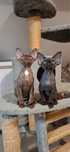 Czekoladowa pieknosc - Devon Rex