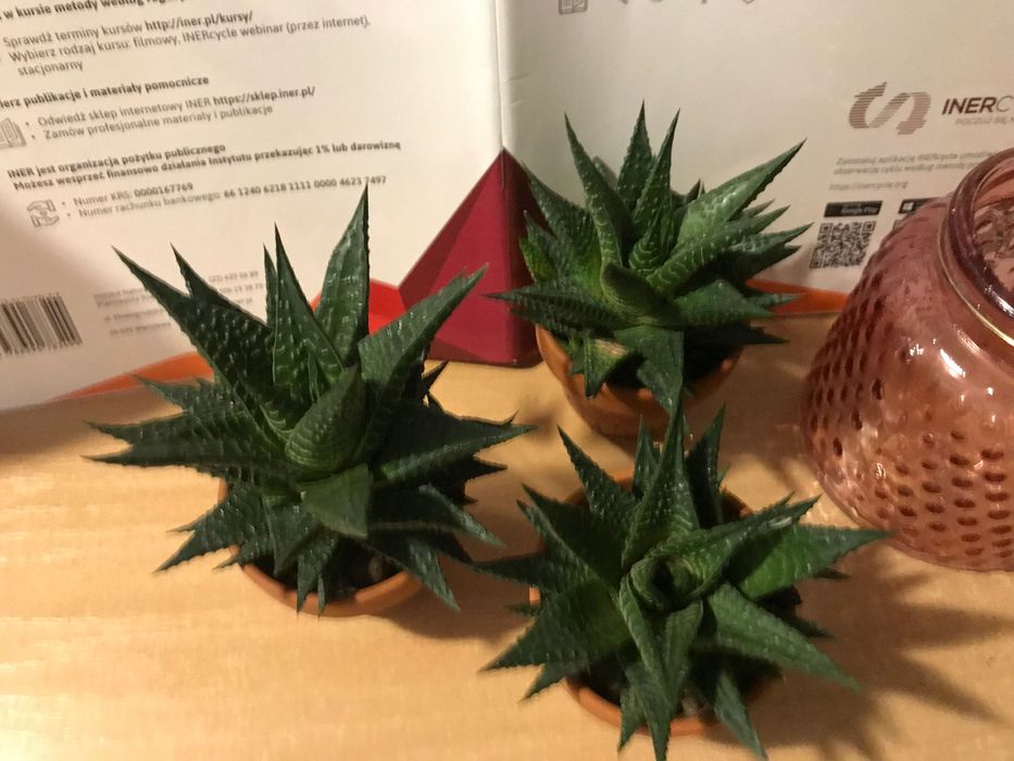 Kaktus hawortia sukulenty