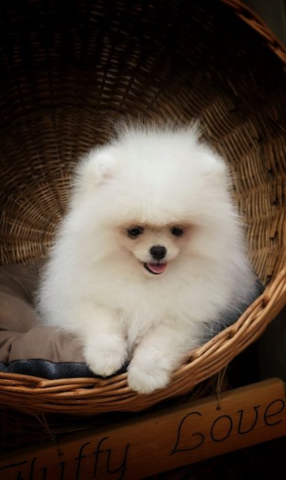 Маленький світлий комочок щастя! Дуже ніжний і грайливий, обожнює діто