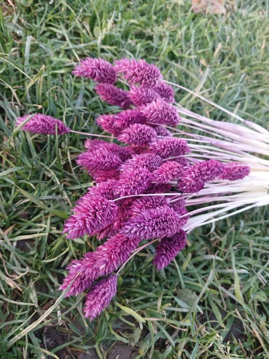 Сухоцвіт фалярис натуральний або фарбований