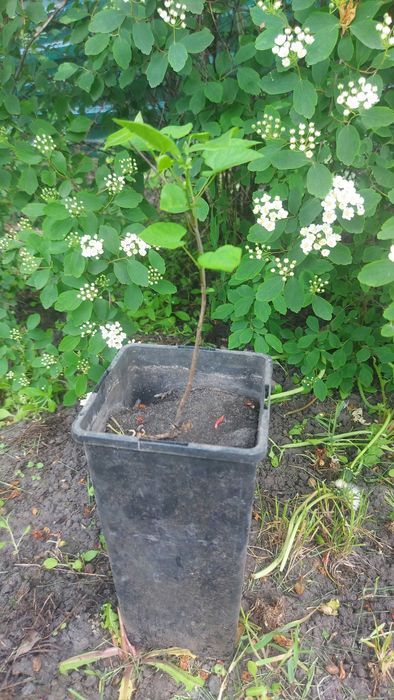 Продам Церцис канадский