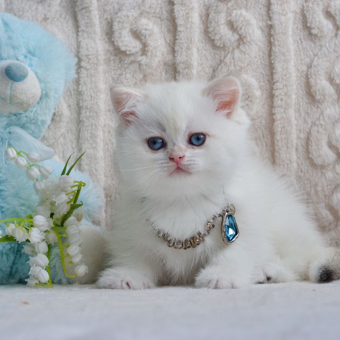 Чарівна дівчинка