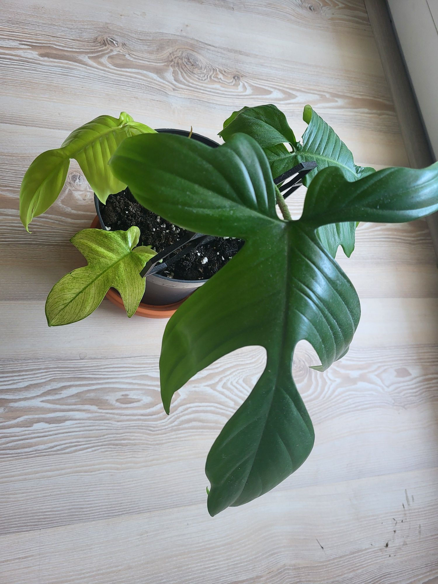Philodendron florida ghost 2 sadzonki