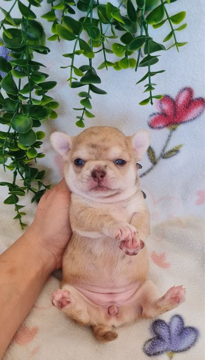 Excelente menina chihuahua/chiuaua linhagem Russa.Qualid