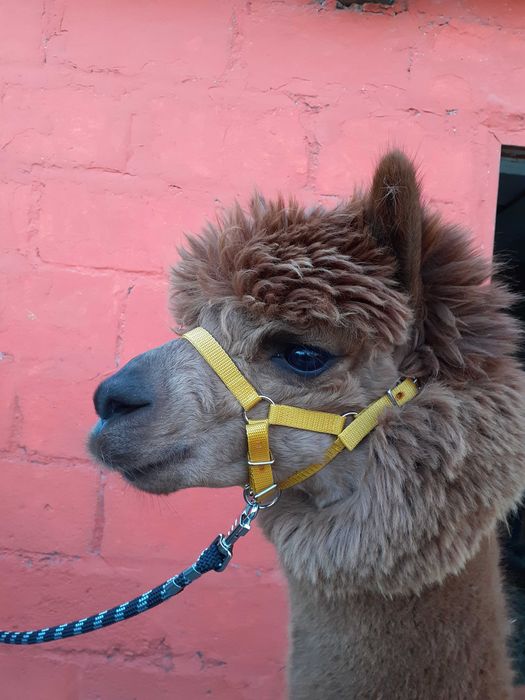 Kantar dla alpak 25 wzorów