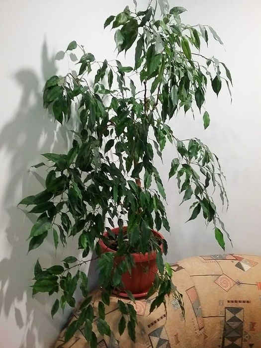 Фікус Бенджаміна Екзотика(Бенджаміна ‘Exotica’)