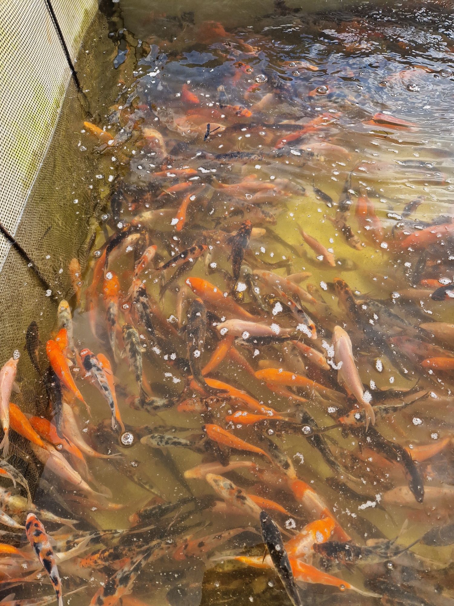 Narybek Karp Koi inne Amur Tołpyga Karp Jesiotr Węgorz Złota Orfa