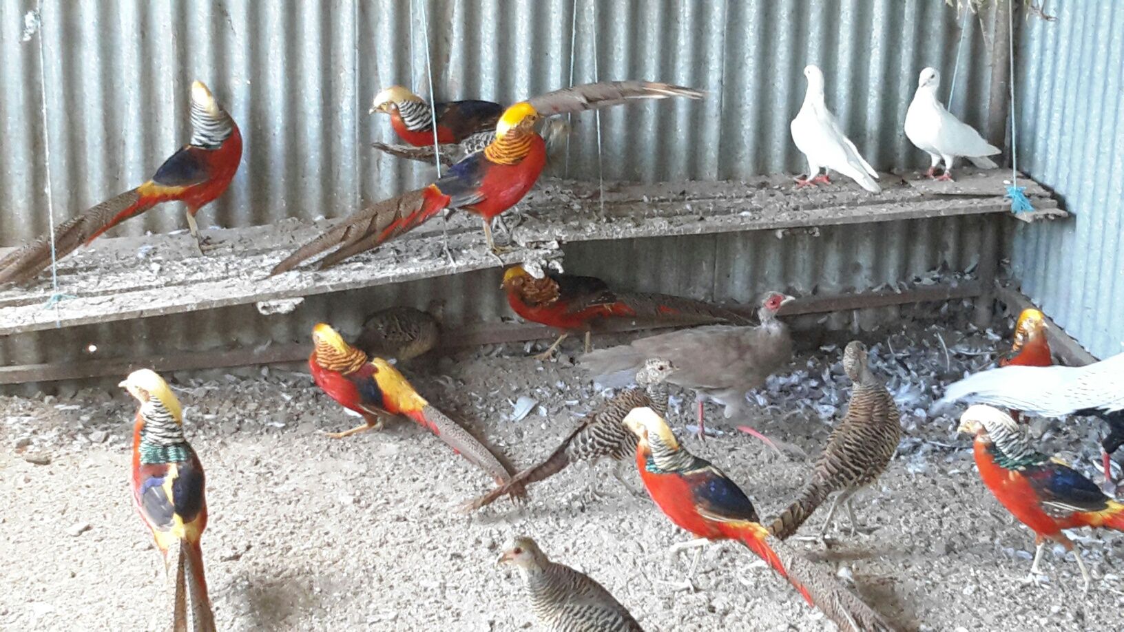 Frangos/ Galinhas *entre outras aves*
