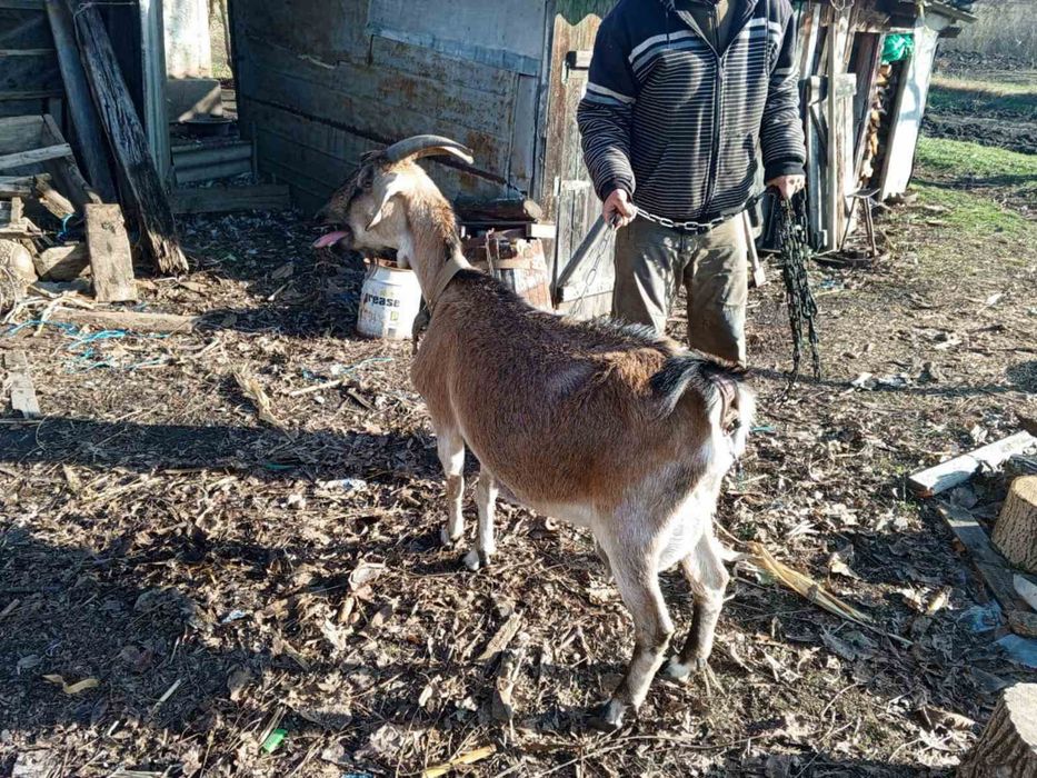 Продам козу чисто нубійської породи