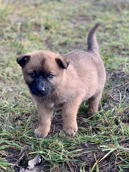 Отдам щенка-девочку