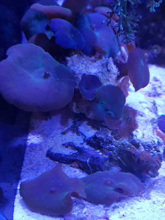 Discosoma akwarium morskie fioletowe grzybki