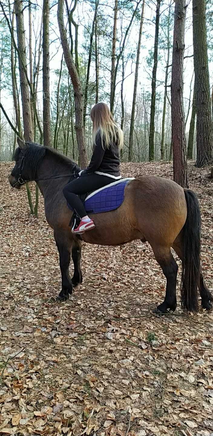 Sprzedam Konika Hucuła