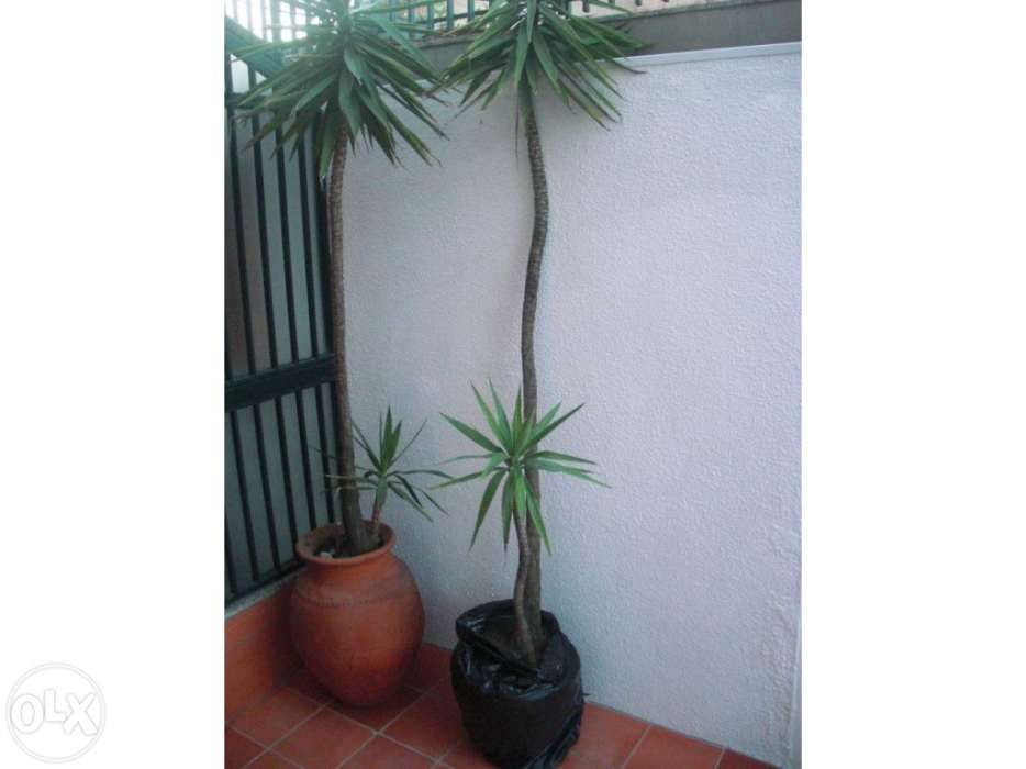 Plantas Yucas - Grandes