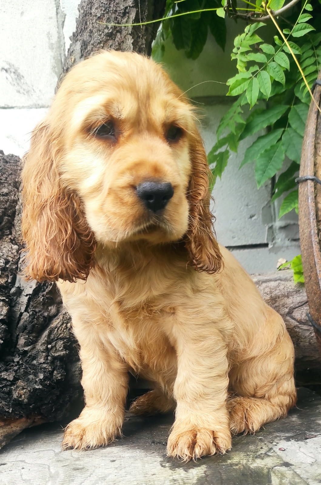 Piesek  złoty cocker spaniel