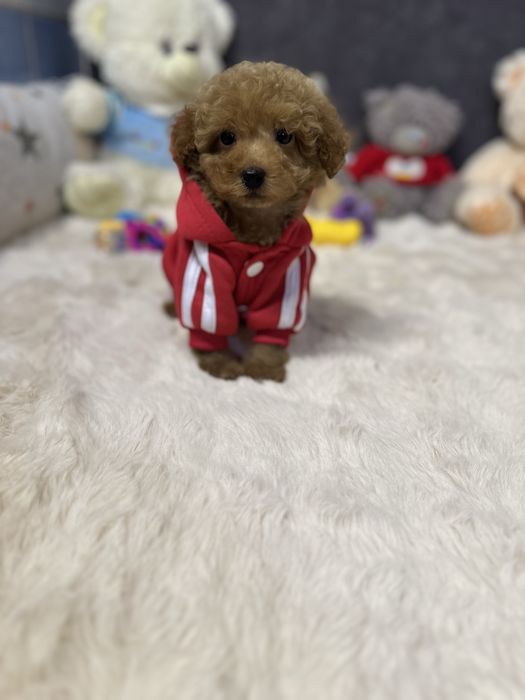 Хлопчик той пудель