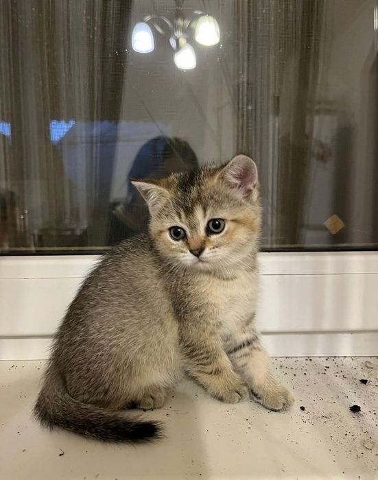 Котик золотиста шиншила на вʼязку (Закарпатська обл)