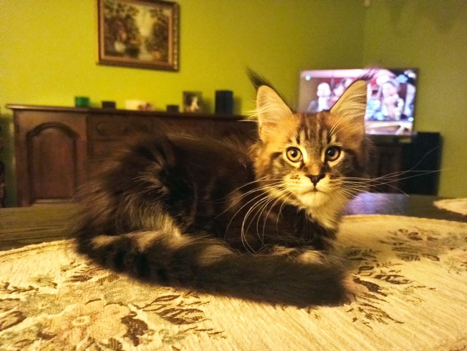 Maine Coon-kocurek po Championie
