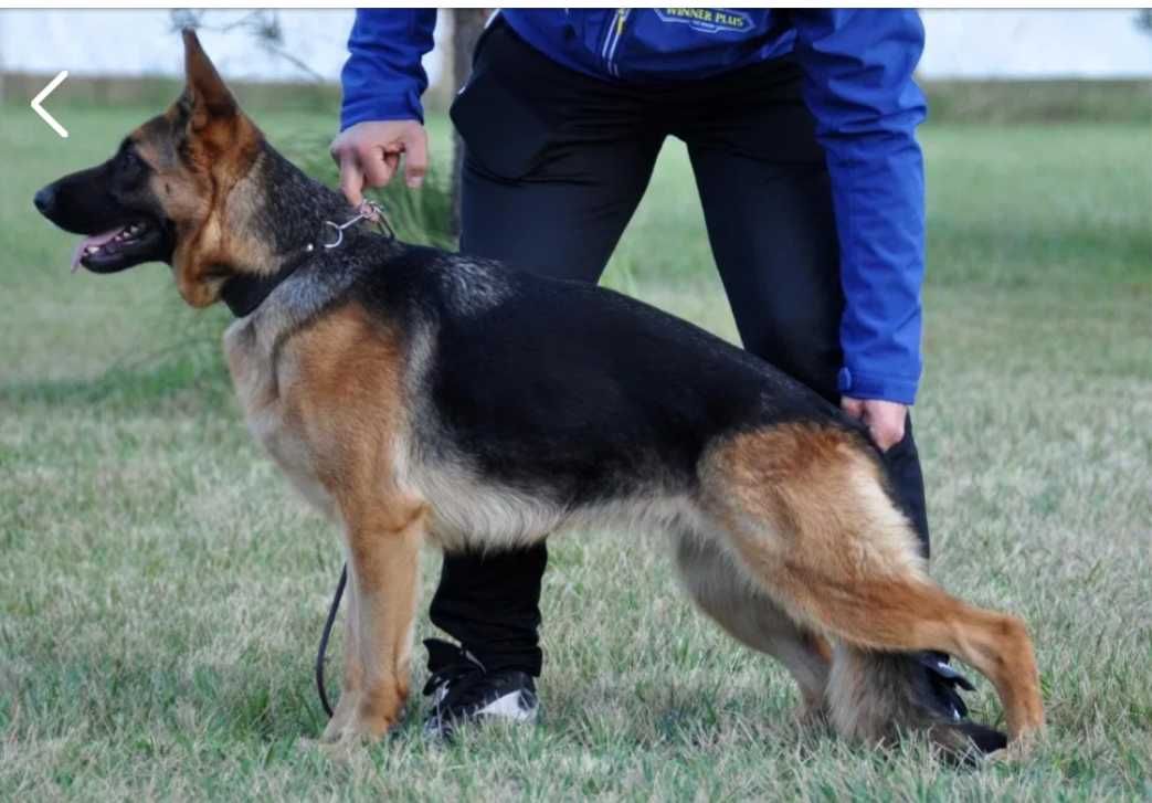 Owczarek niemiecki FCI szczenie