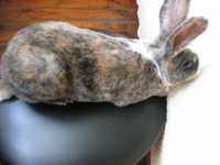 Кролики-РЕКС-есть-разного-возраста-и-цвета-ОБМЕН-НА-ПШЕНИЦУ