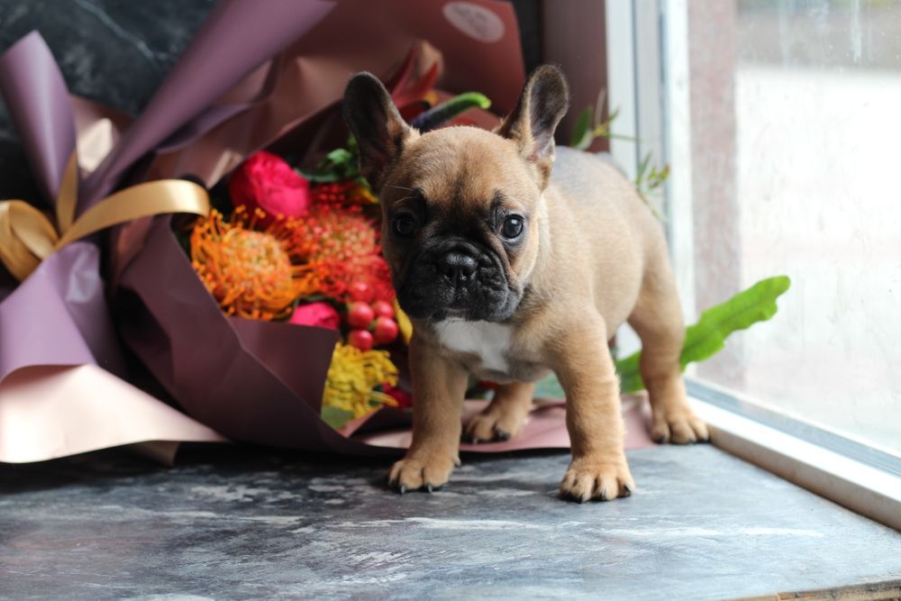 Девочка окраса RED с превосходным экстерьером