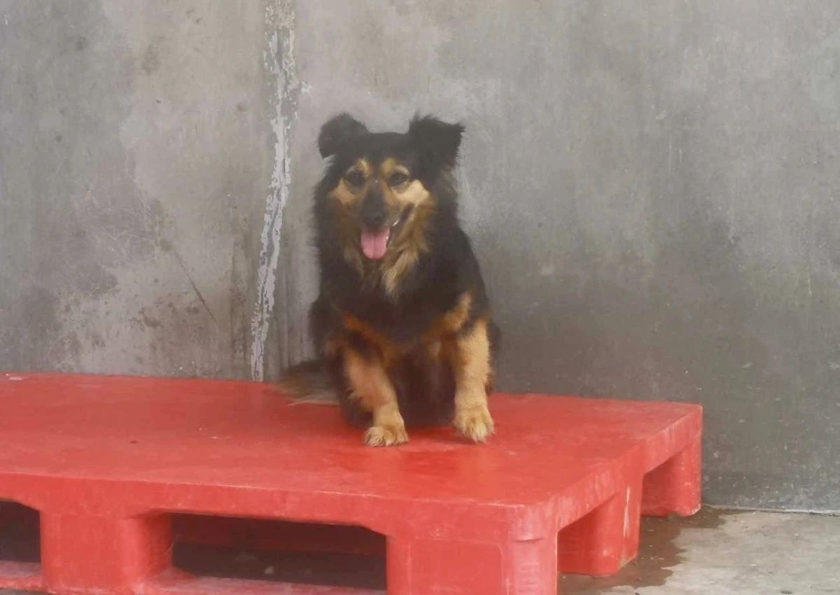 Suczka Misia do adopcji!