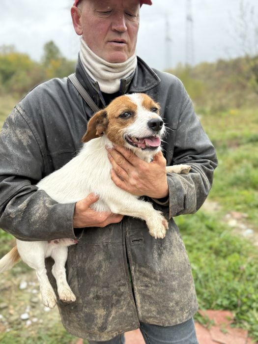 Собачка кобель джек рассел