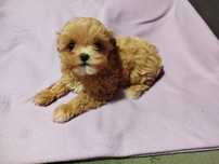 Maltipoo maleńka sunia