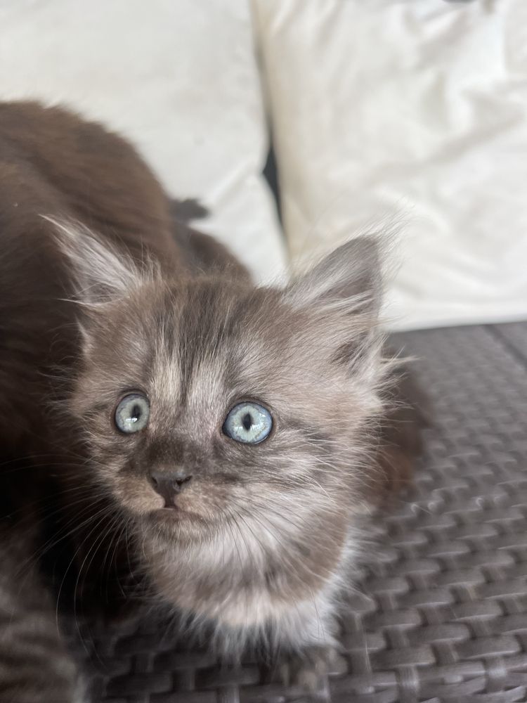 віддаємо котиків