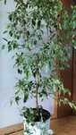 Fikus Beniamin + filodendron e joy wys 165cm