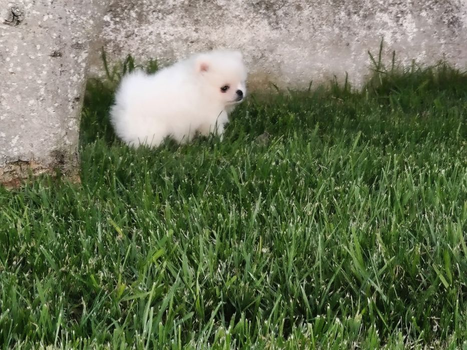 Lulu da Pomerânia Branquinho mini minorca