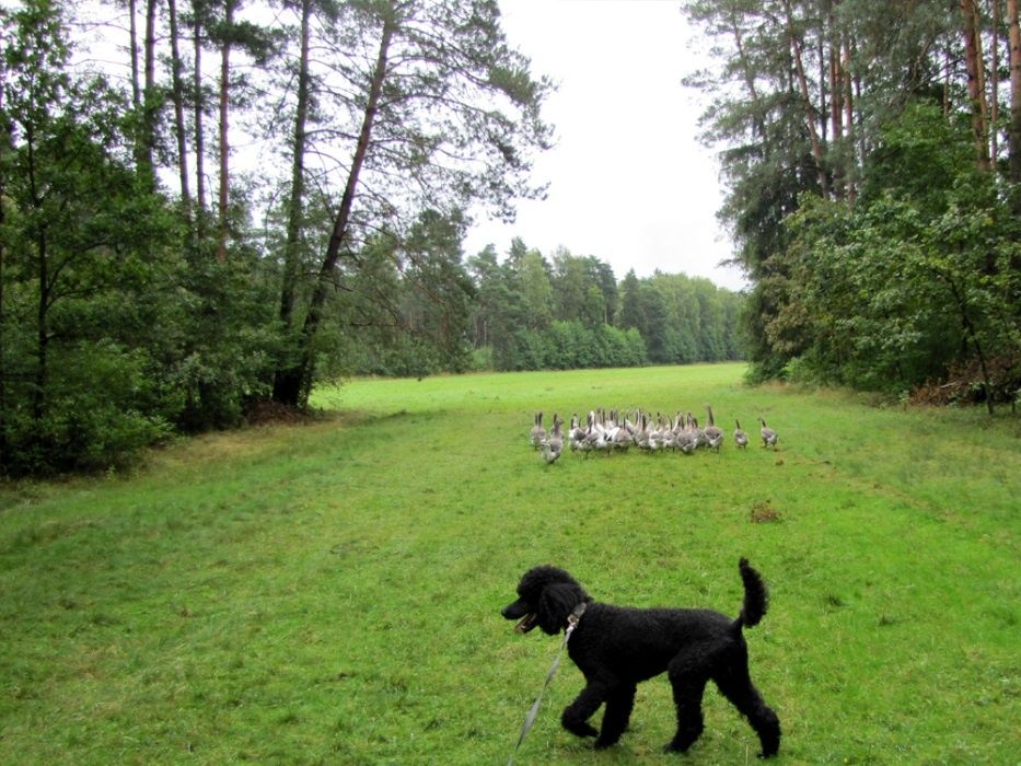 Hotel dla Psów. Labrador,Owczarek,Husky,Golden,kundel, noclegi, Wczasy