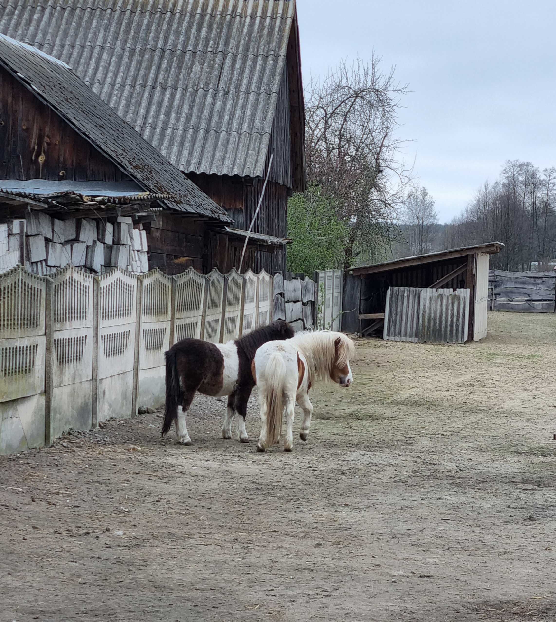 kuce / kucyki ogiery 8 i 16 miesięcy