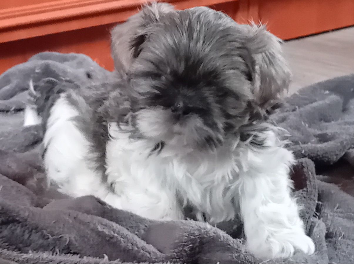 Szczeniak Shih-Tzu