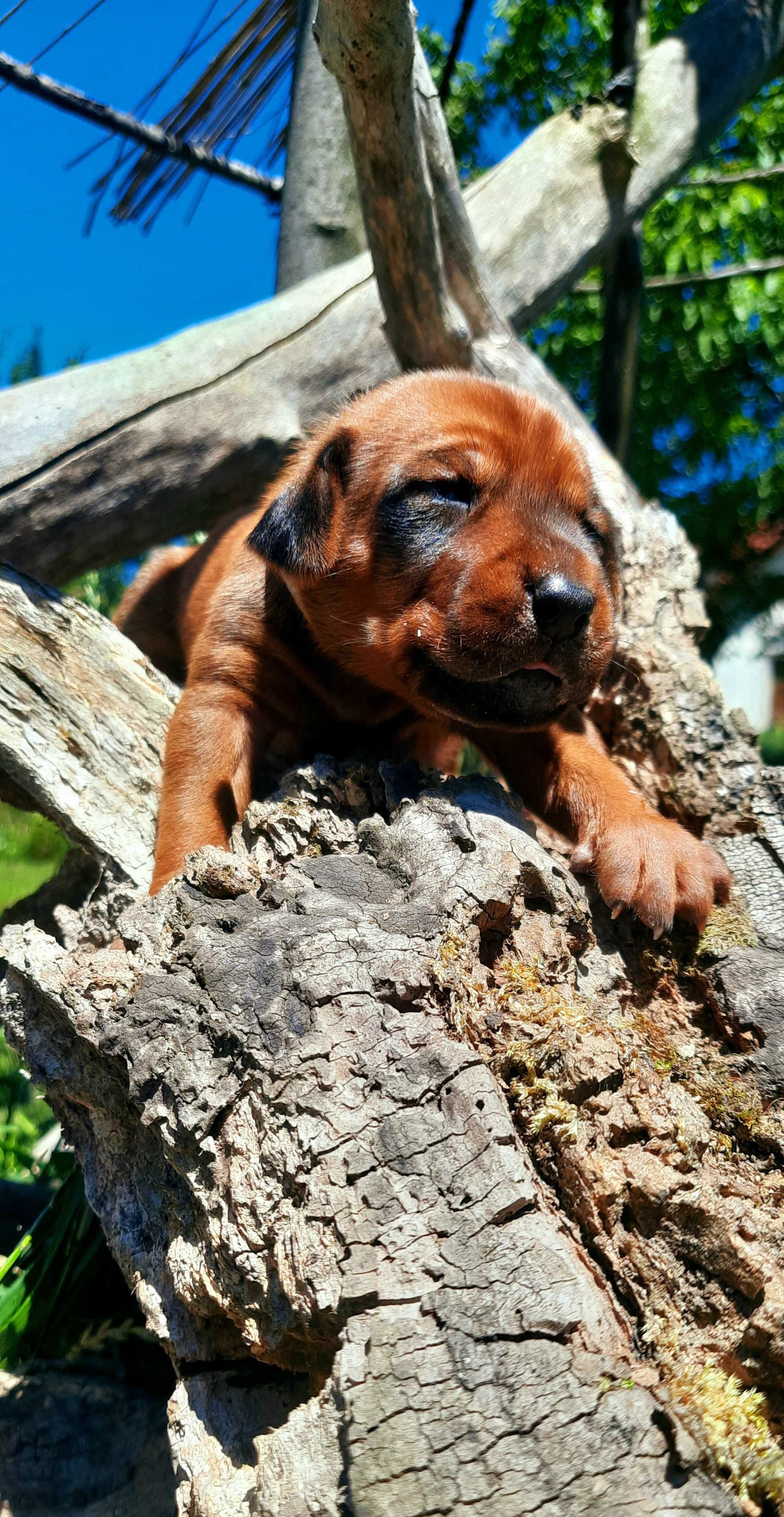 Szczeniak Rhodesian Ridgeback - Hodowla ZKwP/FCI