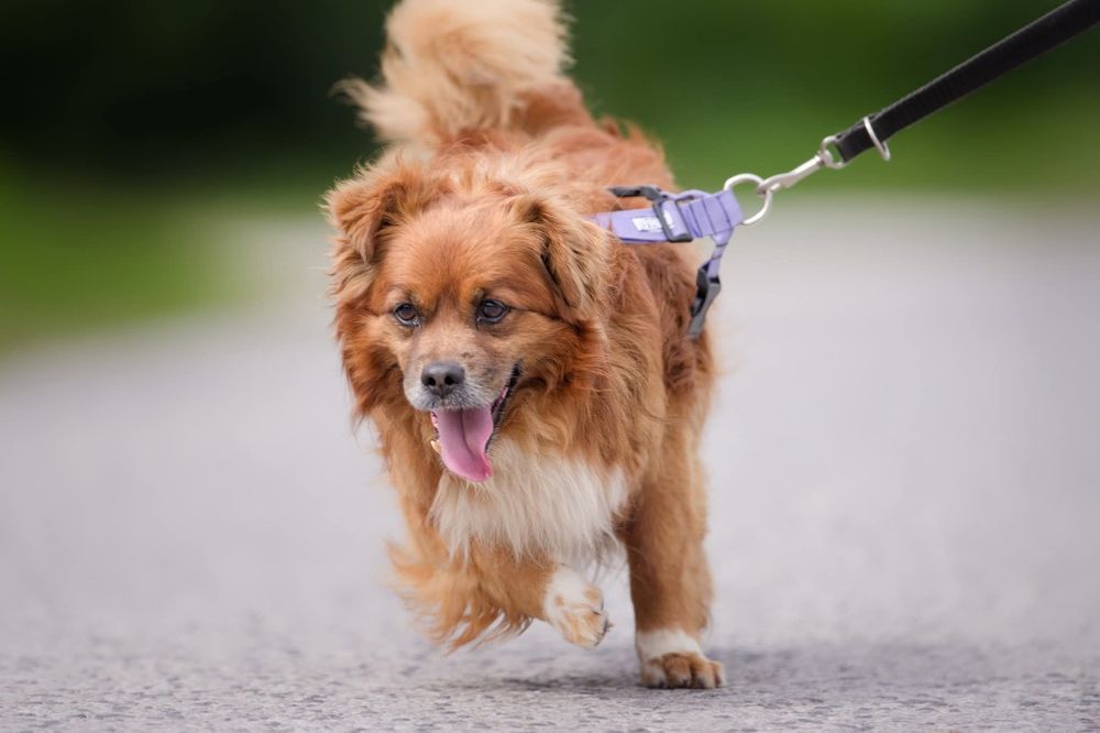 Maly rozbrykany Boguś czeka na dom