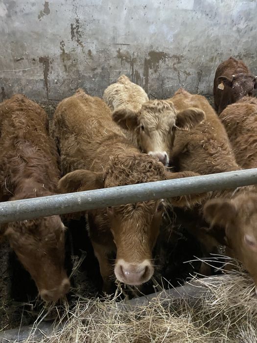 Lote de Vitelas cx de Limousines