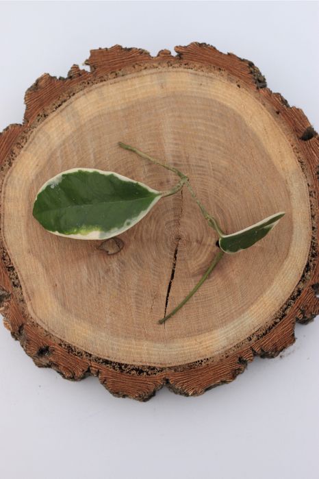 Хойя Krimson Queen