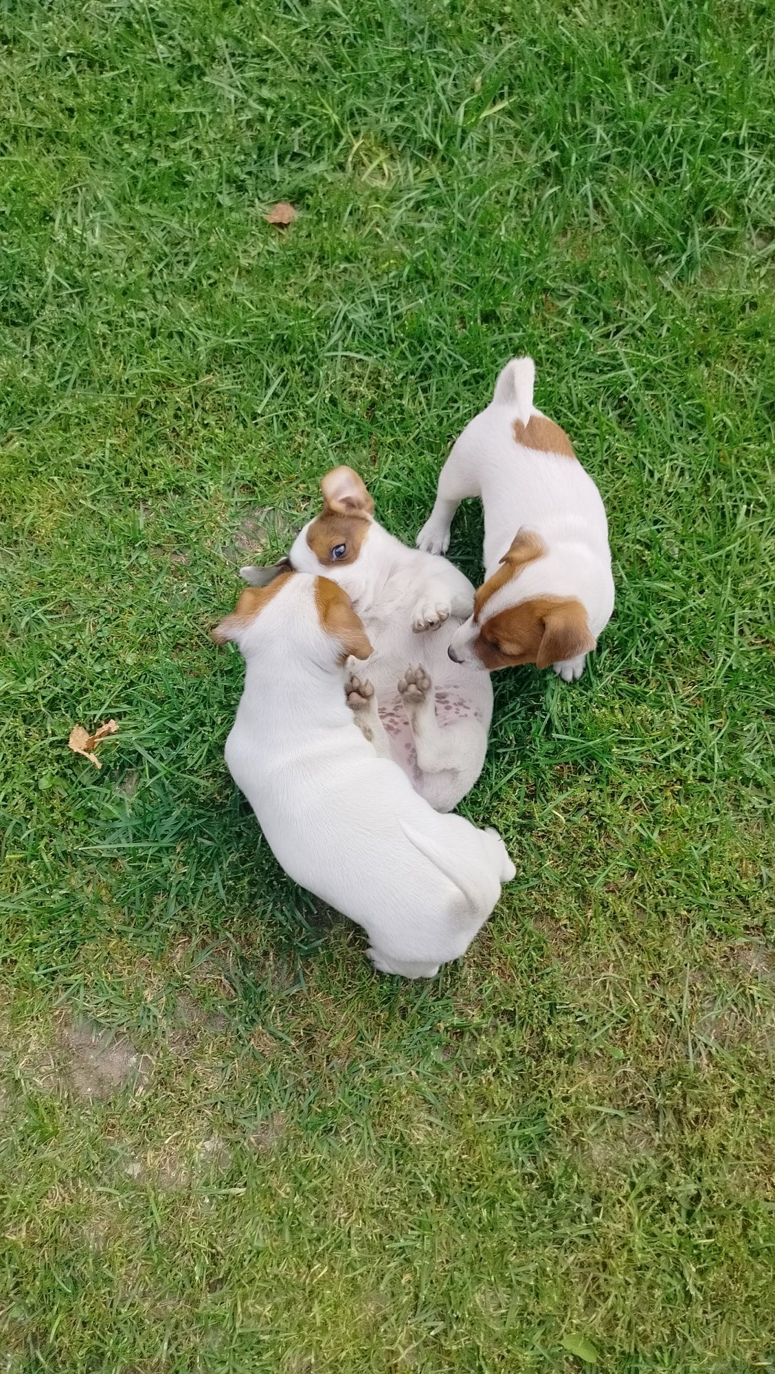 Szczeniak Jack Russell Terrier
