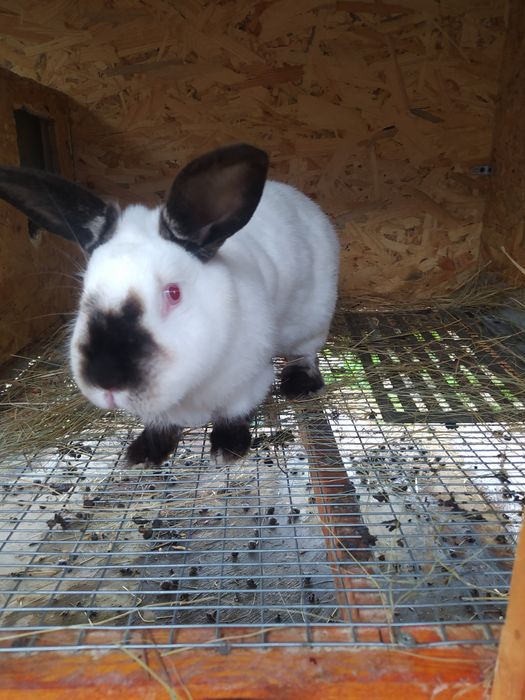 Кролики породы Калифорния