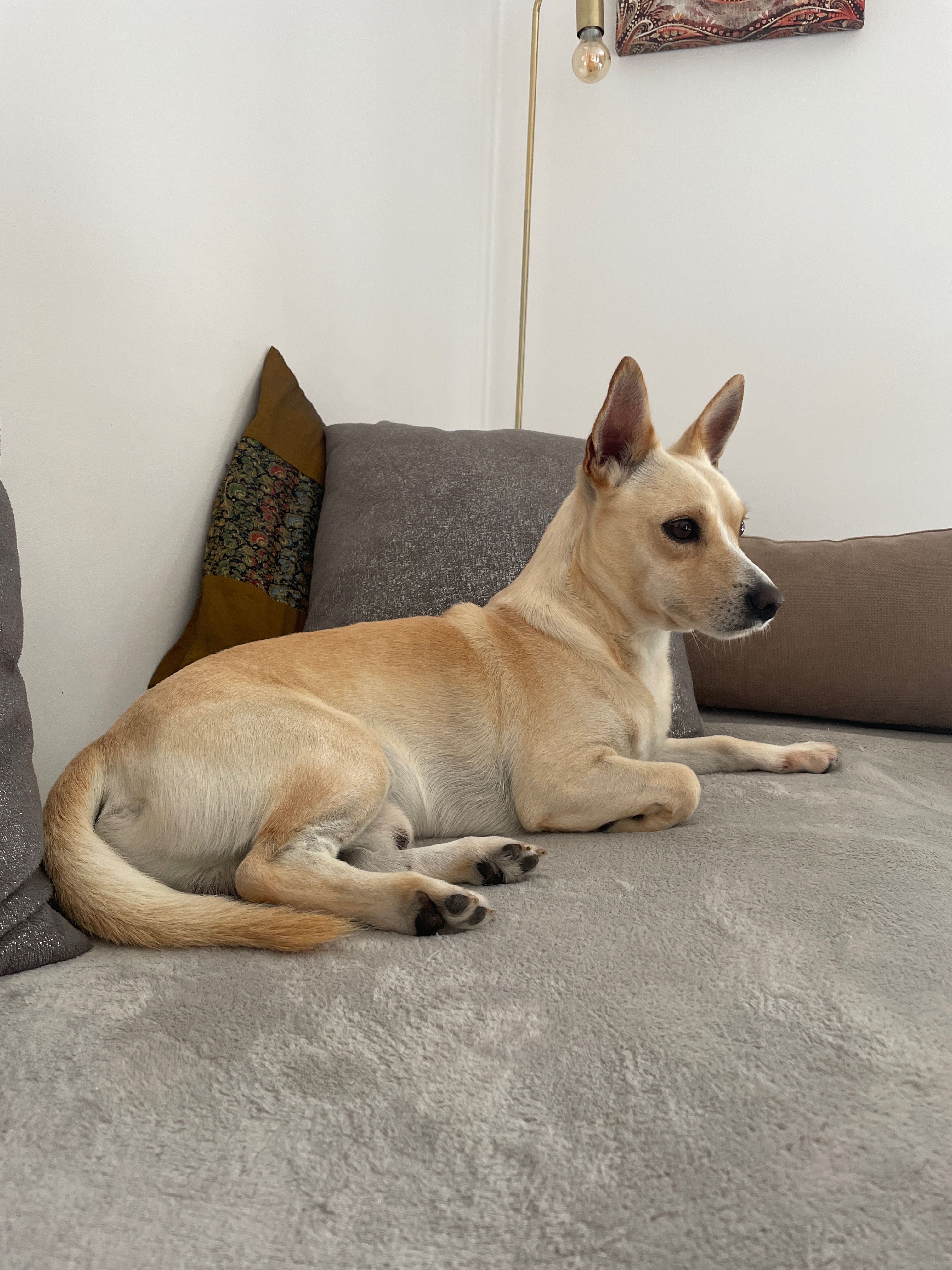 Pet sitting Almada/Seixal