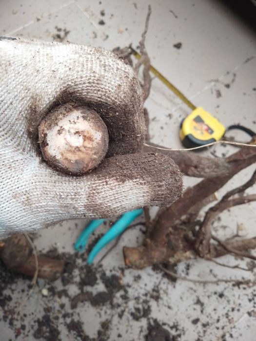 Павловния.Павловнія. Річні саджанці сортів Войлочна,ШанТонг,ПаоТонгZ07