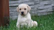 Labrador biszkoptowy piesek