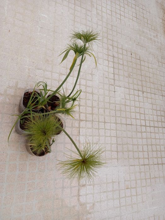 Plantas de papiro lagos e jardins exóticos