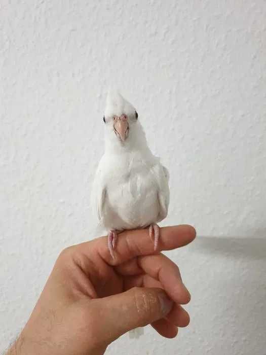 Папуга  Птенец красивые БЕЗУМНА