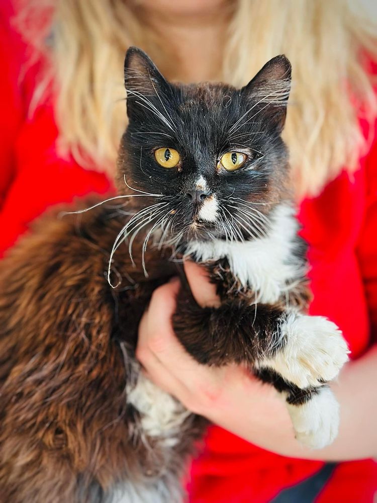 Wiewiór - PILNIE DO ADOPCJI - kot z białaczką.