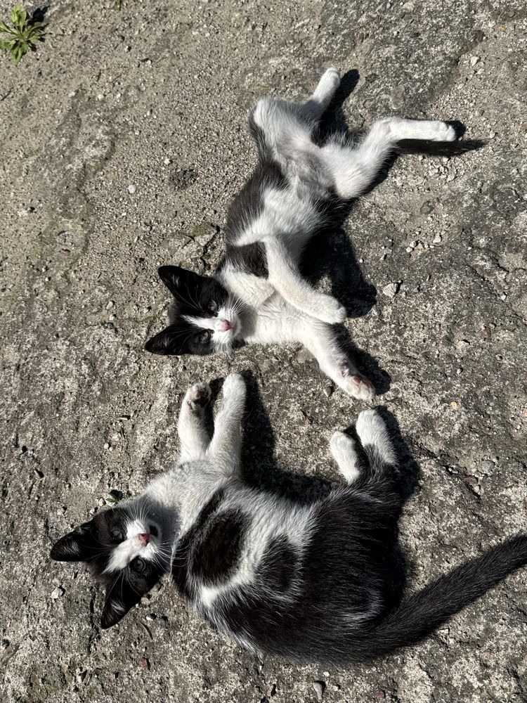 Koty do oddania od zaraz